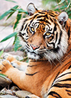 clementoni jigsaw puzzle, 1000 pieces, photo of a majestic tiger sumatran by clementoni