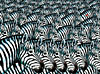 Zebras Zooming, 1000 Piece Jigsaw Puzzle Made by FX