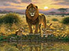 lions pride jigsaw puzzle by fx schmid made in germany puzzely made