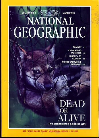 National Geographic March 1995 magazine back issue National Geographic magizine back copy National Geographic March 1995 Nat Geo Magazine Back Issue Published by the National Geographic Society. Bombay Chinchorro Mummies.