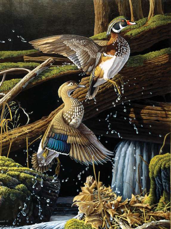 beautiful birds of the USA leaving the pond ravensburger 1000 piece jigsaw puzzel # 157068 leaving-the-pond