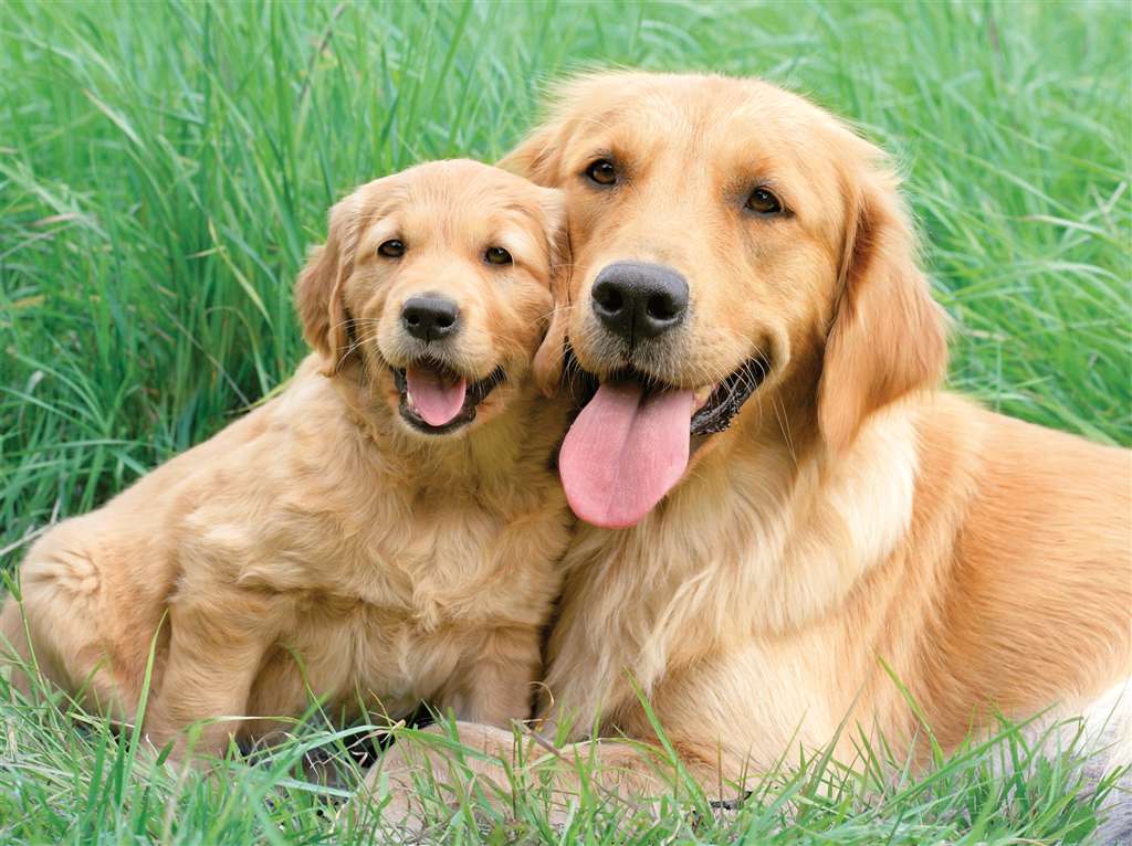 golden-retrievers-jigsaw-puzzle-1500-pieces greg cuddiford photo retriever-family