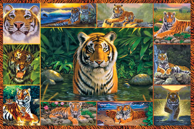 World of Tigers 5000Pieces Jigsaw Puzzels by Ravensburger Games number 174249 world-tigers-chrishiett-ravensburger