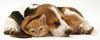 dog and cat best friends photograph jigsaw-puzzle-1000-pieces ravensburger Puzzle