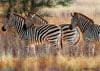 Ravesburger JigsawPuzzle 1000 pieces Beautiful Zebras Cynthie Fisher beautiful colors 191130 2011 Puzzle