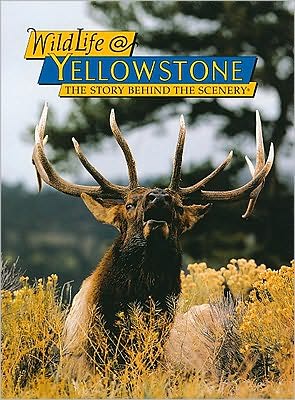 WildLife @ Yellowstone: The Story Behind the Scenery book written by Sue Consolo-Murphy