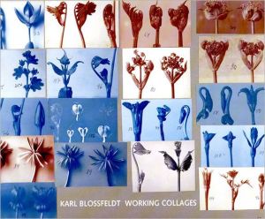 Karl Blossfeldt: Working Collages book written by Ann Wilde